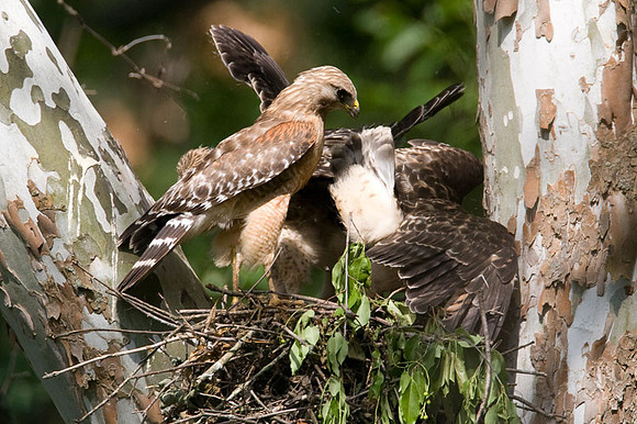 Red-shouldered Hawk (Buteo lineatus) adult and juvenile