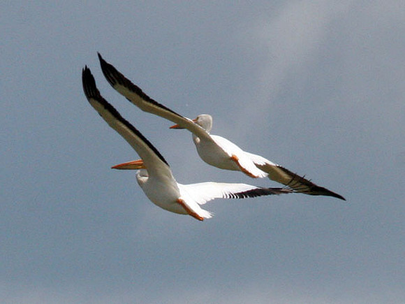 American White Pelican (Pelecanus erythrorhynchos)