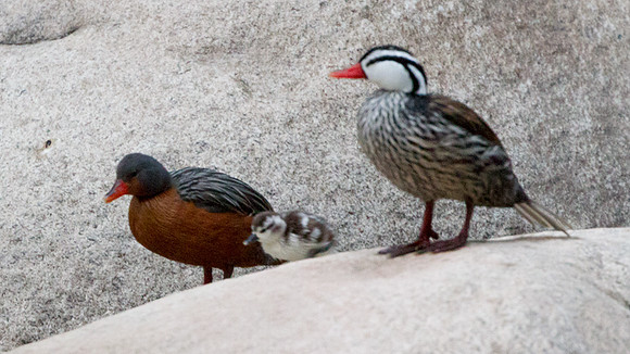 Torrent Duck (Merganetta armata)