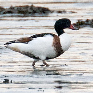 Common Shelduck (Tadorna tadorna)