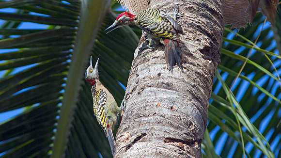 Hispaniolan Woodpecker (Melanerpes striatus)