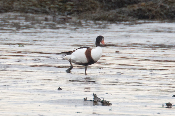 Common Shelduck (Tadorna tadorna)