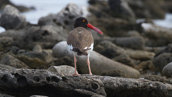 American Oystercatcher (Haematopus palliatus)