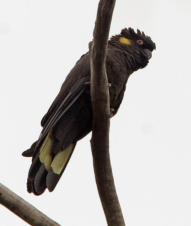 Yellow-tailed Black Cockatoo (Calyptorhynchus funereus)