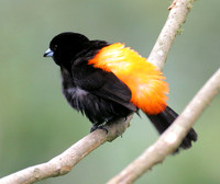 Cherrie's Tanager (Ramphocelus costaricensis) male