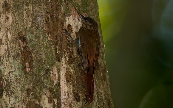 Wedge-billed Woodcreeper (Glyphorynchus spirurus)