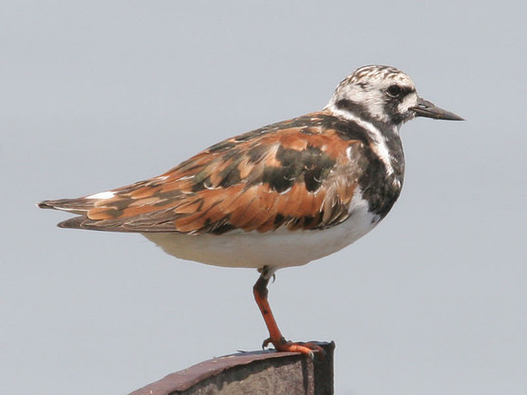 Ruddy Turnstone (Arenaria interpres)