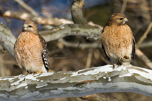 Red-shouldered Hawk (Buteo lineatus)