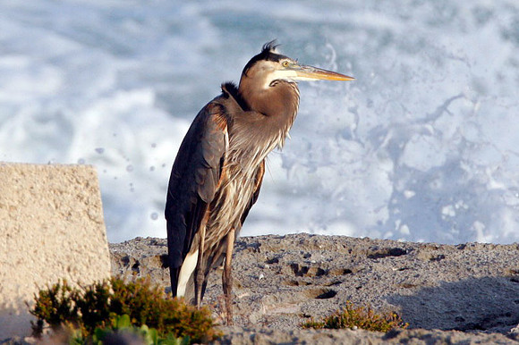 Great Blue Heron (Ardea herodias)