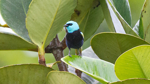 Blue-necked Tanager (Tangara cyanicollis)