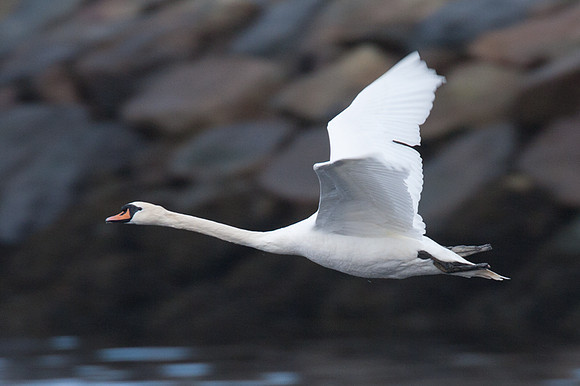 Mute Swan (Cygnus olor)