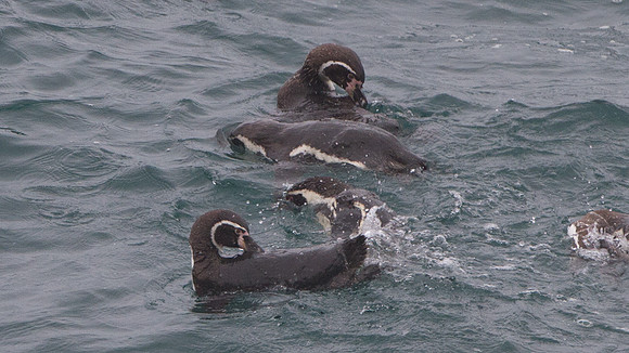 Humboldt Penguin (Spheniscus humboldti)