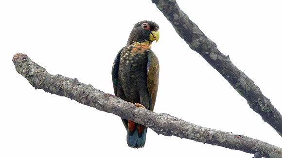 Bronze-winged Parrot (Pionus chalcopterus)