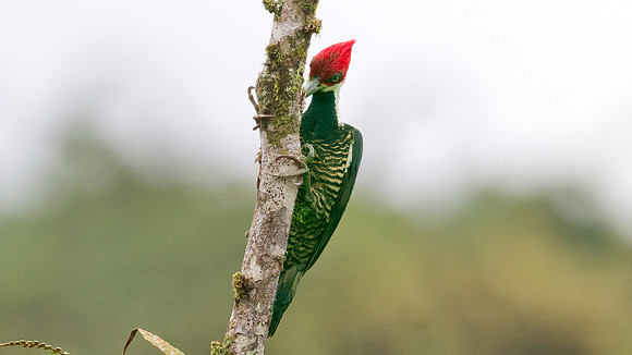 Guayaquil Woodpecker (Campephilus gayaquilensis) female