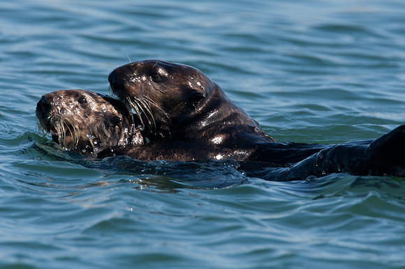 Sea Otter (Enhydra lutris)