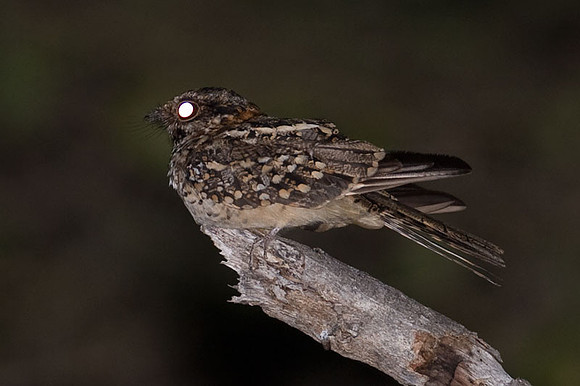 White-tailed Nightjar (Caprimulgus cayennensis)