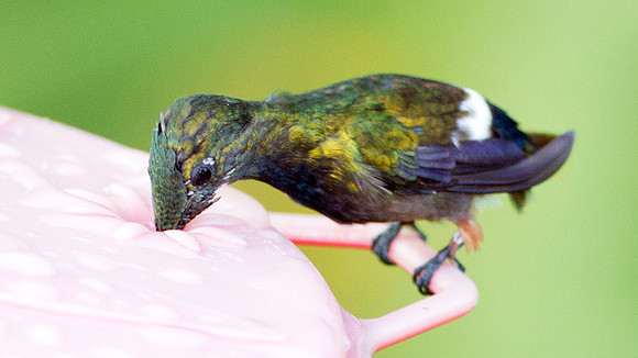 Wire-crested Thorntail (Discosura popelairii)