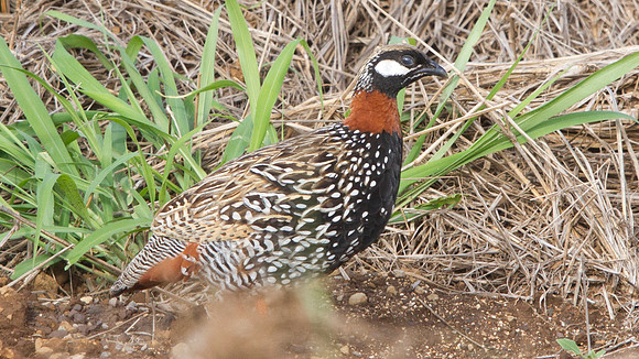 Black Francolin (Francolinus francolinus)