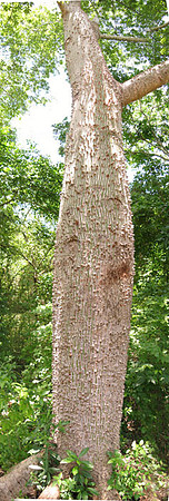 Mayan Sacred Tree of Life is a Kapok tree generally referred to as "La Ceiba" in Yucatan