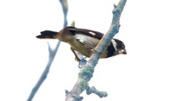 Variable Seedeater (Sporophila corvina)