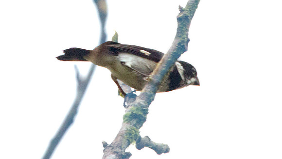 Variable Seedeater (Sporophila corvina)