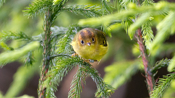 Yellow-breasted Warbler (Seicercus montis)