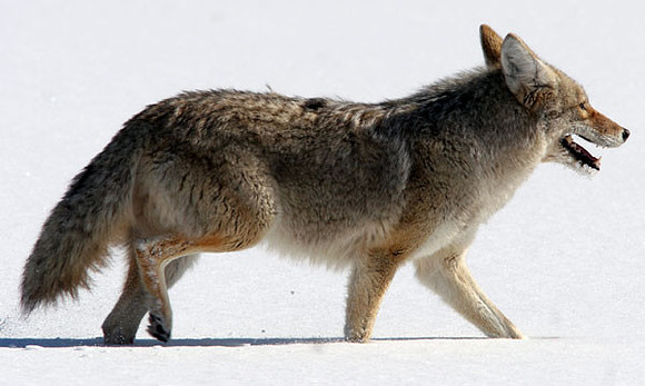 Coyote (Canis latrans)