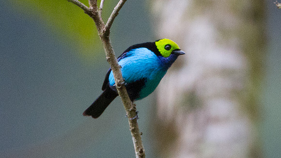 Paradise Tanager (Tangara chilensis)