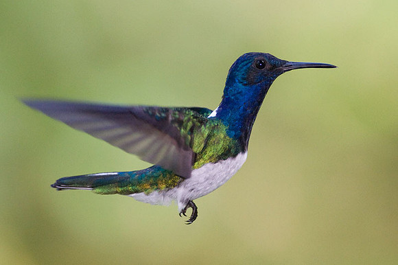 White-necked Jacobin (Florisuga mellivora) male