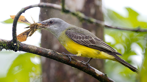 Tropical Kingbird (Tyrannus melancholicus)