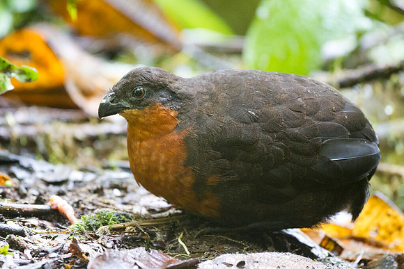 Dark-backed Wood Quail (Odontophorus melanonotus)