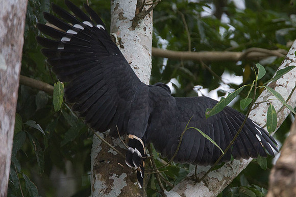 Crane Hawk (Geranospiza caerulescens)