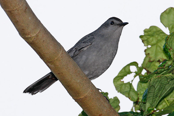 Gray Catbird (Dumetella carolinensis)