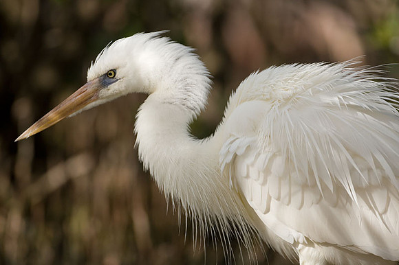 Great Egret (Ardea alba) also known as Great White Egret and Common Egret