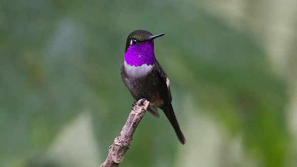Purple-throated Woodstar (Calliphlox mitchellii)
