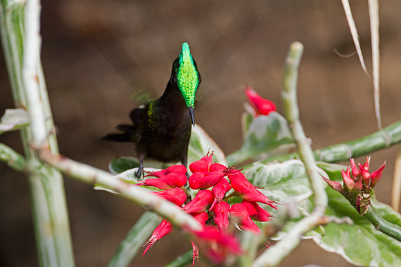 Antillean Crested Hummingbird (Orthorhyncus cristatus)