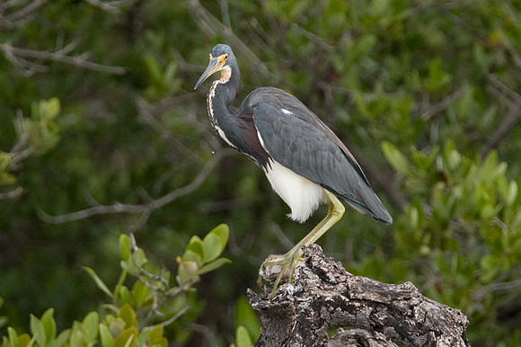 Tricolored Heron (Egretta tricolor)