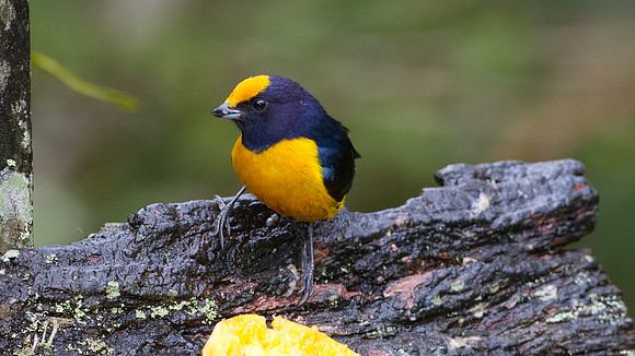 Orange-bellied Euphonia (Euphonia xanthogaster)