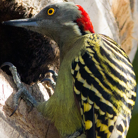Hispaniolan Woodpecker (Melanerpes striatus)