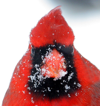 Northern Cardinal (Cardinalis cardinalis) male; also known as Common Cardinal