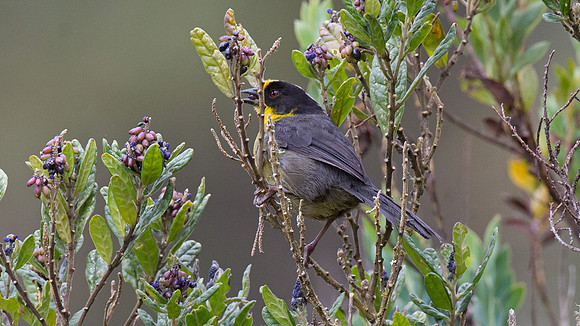Pale-naped Brush Finch (Atlapetes pallidinucha)