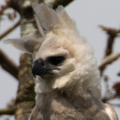 Harpy Eagle (Harpia harpyja) juvenile
