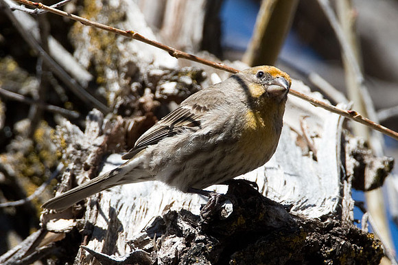 House Finch (Carpodacus mexicanus) male