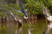 Tricolored Heron (Egretta tricolor)