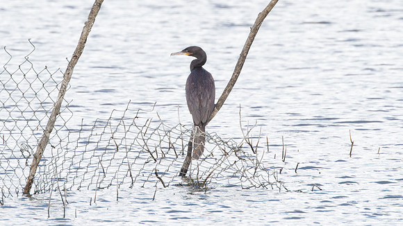 Neotropic Cormorant (Phalacrocorax brasilianus)