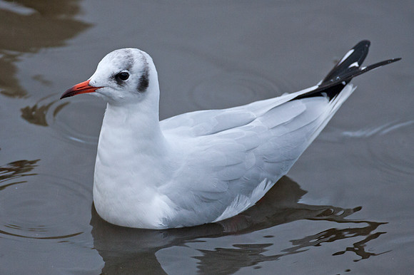 Black-headed Gull (Chroicocephalus ridibundus)