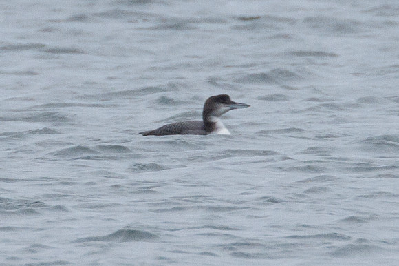 Great Northern Loon (Gavia immer)