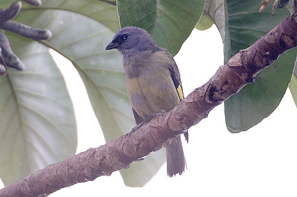 Yellow-winged Tanager (Thraupis abbas)