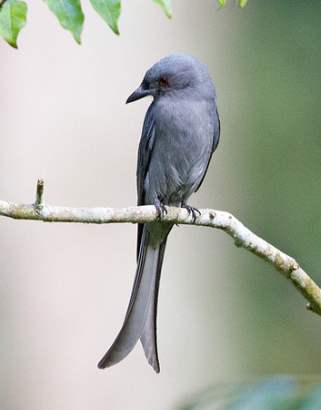 Ashy drongo (Dicrurus leucophaeus)