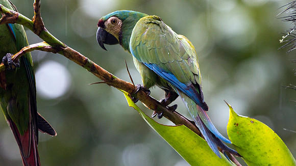 Chestnut-fronted Macaw (Ara severus)